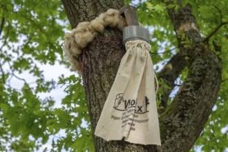 Sheep's wool ring and a linen bag tied around a branch, trap for oak processionary moth on an oak