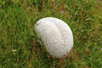 Giant puff ball mushroom fungus, Calvatia gigantea, growing in grass, Suffolk, England, UK