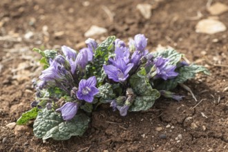 Mandrake root (Mandragora officinarum), Sicily, Italy