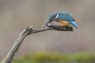 Kingfisher (Alcedo atthis), kills two fish caught at its lookout, Lechauen, Bavaria, Germany