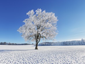 English oak (Quercus robur, synonym: Quercus pedunculata), in hoarfrost, Schlatt, Müswangen, Canton