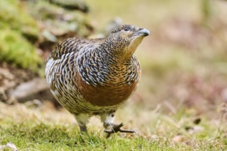 Western capercaillie (Tetrao urogallus) female (hen) standing on the ground at the edge of a foest,