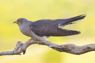 Common cuckoo (Cuculus canorus), Coucou gris, Cuco Europeo, Cuco Común, Ast, branch, Ormoz area,