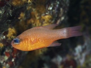 An orange fish, king mullet (Apogon imberbis), swimming in a reef, dive site Les Grottes, Giens