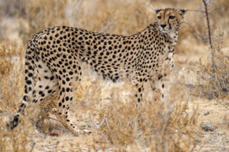 Cheetah (Acinonyx jubatus) runs in dry savanna, Etosha National Park, Namibia