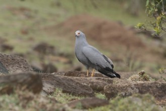 African Harrier-Hawk (Polyboroides typus), Masai Mara, Kenya