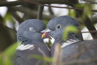Two pigeons are having a springtime fling in the nest, Frankfurt am Main, Hesse, Germany