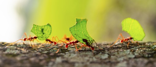 Leafcutter ants carrying leaves, ant trail, Tortuguero National Park, Costa Rica