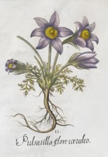 Pasque flower (Pulsatilla vulgaris), hand-coloured copperplate engraving by Basilius Besler, from