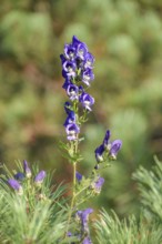 The very poisonous aconite (Aconitum napellus) seen in the Chiemgau Alps, Bavaria, Germany
