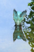 Common kingfisher (Alcedo atthis) diving into the water to hunt fish, wildife, Catalonia, Spain