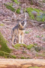 Eurasian wolf (Canis lupus lupus) standing in a forest, Bavarian Forest Nationalpark, Bavaria,