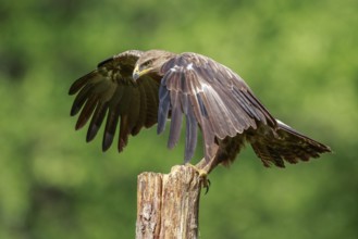 Lesser Spotted Eagle (Clanga pomarina) perched on a pale, Poland