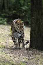 Sri Lanka Leopard (Panthera pardus kotiya), adult, stalking, running, alert, Sri Lanka