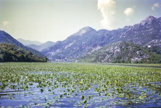 Water lilies, Lake Shkodra Lake Skadar Lake Scutari, between Albania and Montenegro, former