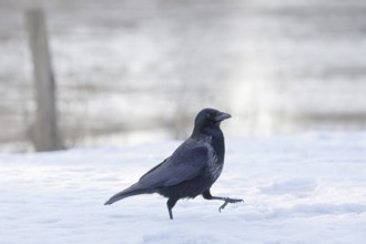 Rabenkrähe lat. Corvus corone, spaziert im Schnee