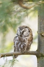 Boreal owl (Aegolius funereus) sitting in a tree in winter, Bavarian Forest Nationalpark, Bavaria,