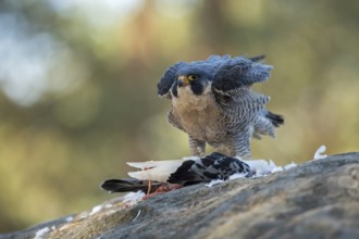 Peregrine Falcon (Falco peregrinus) captive, with pigeon prey, North Rhine-Westphalia, Germany