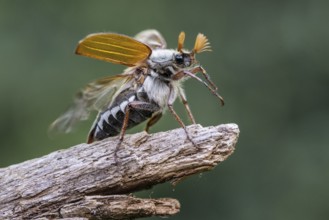 Cockchafer (Melolontha melolontha), Emsland, Lower Saxony, Germany