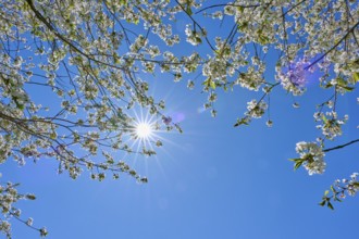 Sunlight shines through blossoming cherry tree branches in the clear blue sky, Seckmauern,