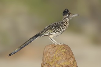 Greater Roadrunner (Geococcyx californianus), Arizona, USA
