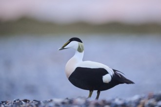 Common eider (Somateria mollissima) male on the beach at sunset, Düne, Helgoland,