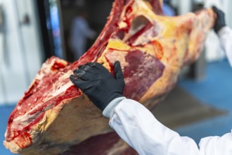 Close-up of worker hand and meat in cold storage room in a meat processing factory