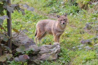 A golden jackal (Canis aureus) stands on a green meadow between bushes and rocks