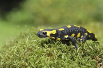 Fire salamander (Salamandra salamandra), running over moss, Wildlife, North Rhine-Westphalia,