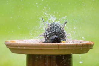 Starling (Sturnus vulgaris) bathing in a bird bath, Lower Saxony, Germany