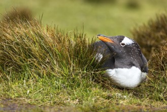 Gentoo Penguin (Pygoscelis papua) incubating, Falkland Islands