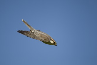 Lanner falcon (Falco biarmicus) adult bird of prey diving down in flight, England, United Kingdom -