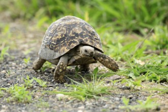 Panther tortoise (Stigmochelys pardalis), adult, running, foraging, Kruger, Kruger National Park,