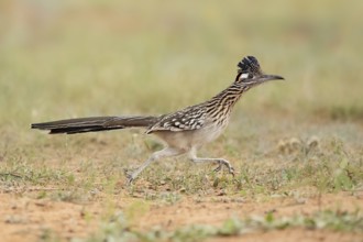 Greater Roadrunner (Geococcyx californianus), Texas, USA