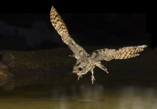 Common Poorwill (Phalaenoptilus nuttallii) flying, Arizona, USA