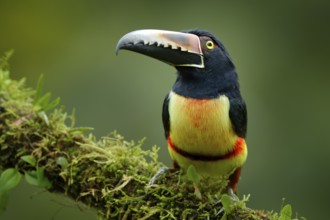 Toucan Collared Aracari, Pteroglossus torquatus, bird with big bill. Toucan sitting on the moss