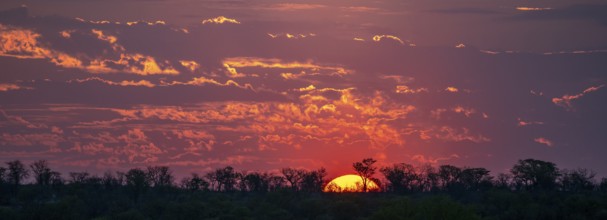 Impressive sunset over the African savanna, silhouette of the horizon with trees in front of the