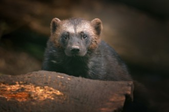 Detail portrait of wild wolverine. Face portrait of wolverine. Running tenacious Wolverine in