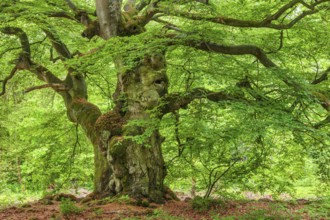 Gnarled old beech tree in the former Hutewald Halloh forest in spring, Bad Wildungen, Kellerwald,