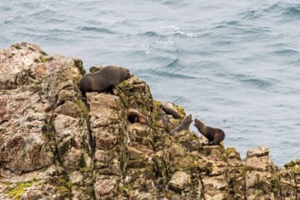 Pinnipeds (Pinnipedia), Nugget Point, Otago, New Zealand