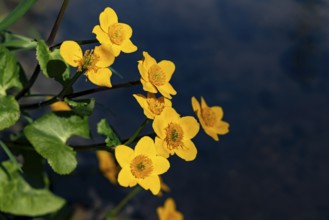 Marsh marigold (caltha palustris), Bischofswiesen, Berchtesgadener Land, Upper Bavaria, Bavaria,