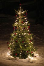 Christmas tree in the snow, Schwaz, Tyrol, Austria