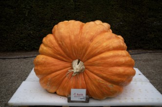 1st place, competition, winner, prize, weight 688 kg, pumpkin exhibition, pumpkins, Blühendes