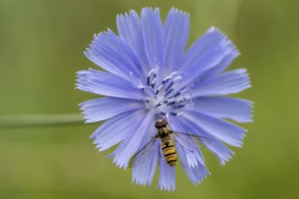 Grove hoverfly (Episyrphus balteatus) on common chicory (Cichorium intybus), Baden- Württemberg,