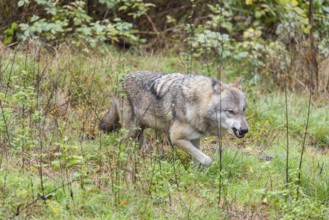 An adult Eurasian grey wolf (Canis lupus lupus) runs growling and snarling across a green meadow