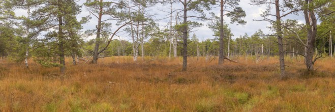 Broom common heather (Calluna Vulgaris) cross-leaved heath (Erica tetralix) and pines (Pinus),