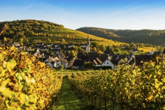 Hilly landscape and village with vineyards in autumn, Ebringen, near Freiburg im Breisgau,