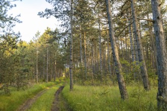 A forest path leads through tall european black pine (Pinus nigra), the light of the evening sun