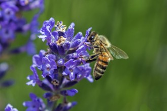 Honey bee (Apis mellifera) sitting on lavender (Lavandula angustifolia) flower, Baden-Württemberg,