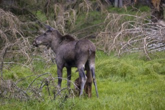 Two baby moose or elk getting suckled by their mother, Alces alces, (8 days old, born May 8, 2020).